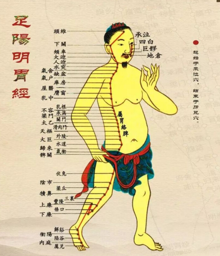 足阳明胃经 - 哔哩哔哩