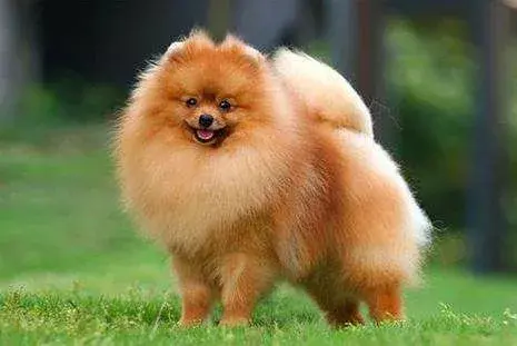 犬类知识科普丨萌系小公举 哈多利系博美犬 哔哩哔哩