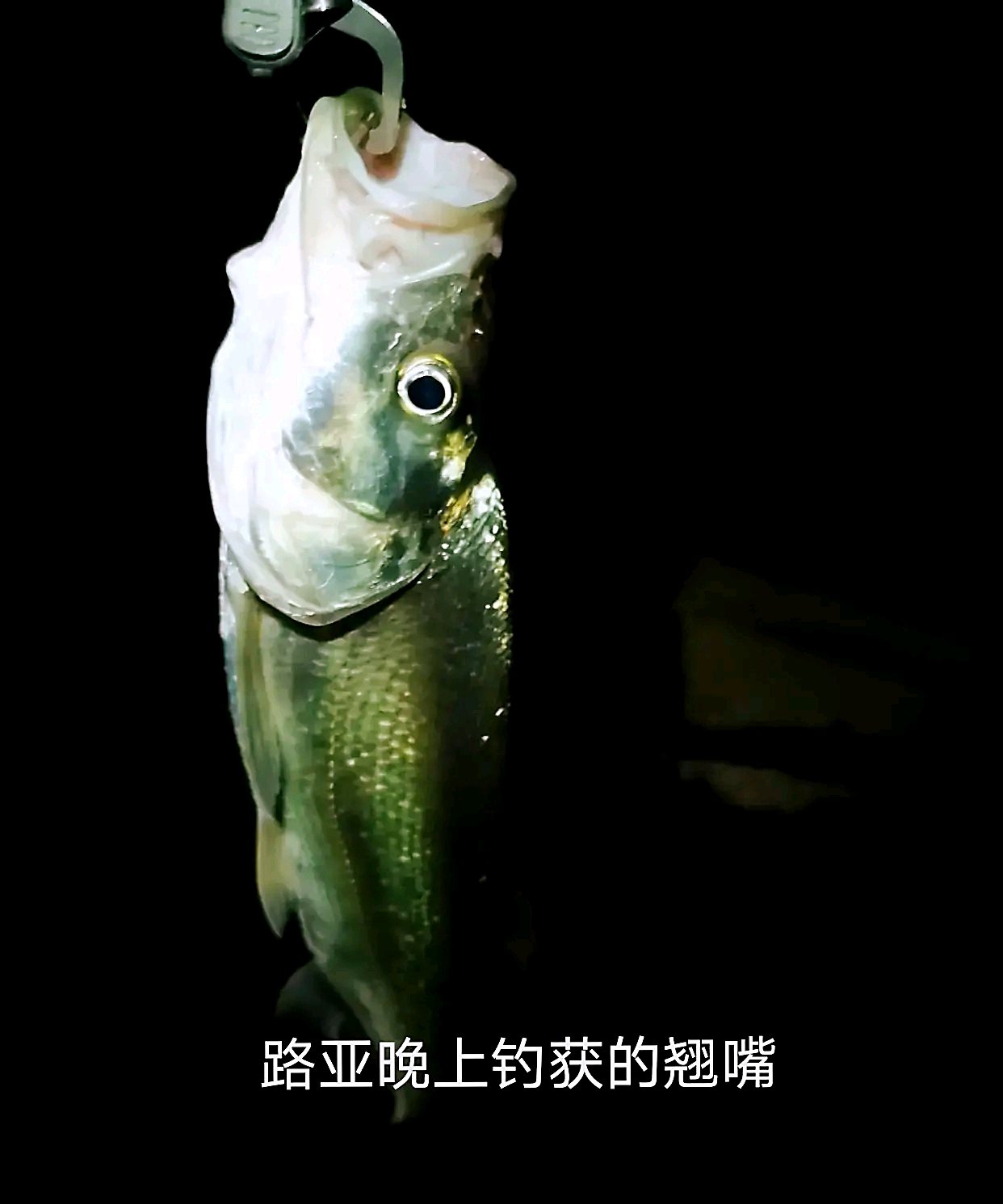 路亚本土目标鱼翘嘴篇上