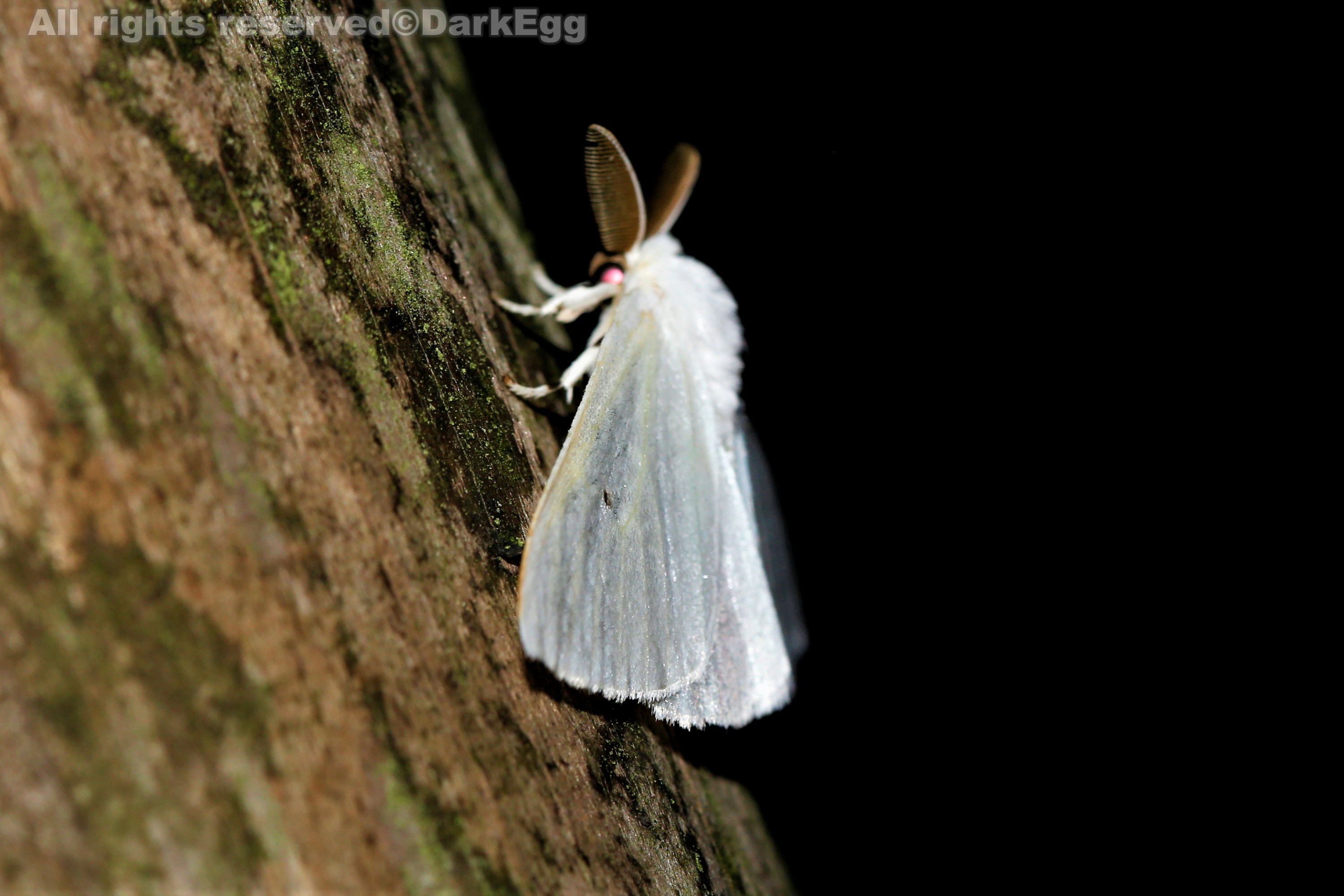 西南虫记叙永画稿溪20180908三