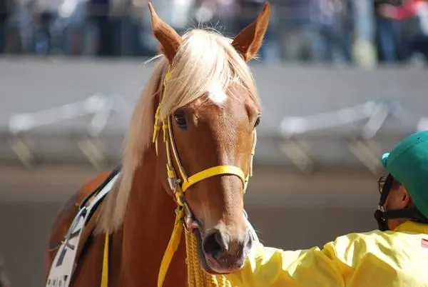 赛马娘 特殊的栗毛 尾花栗毛 哔哩哔哩