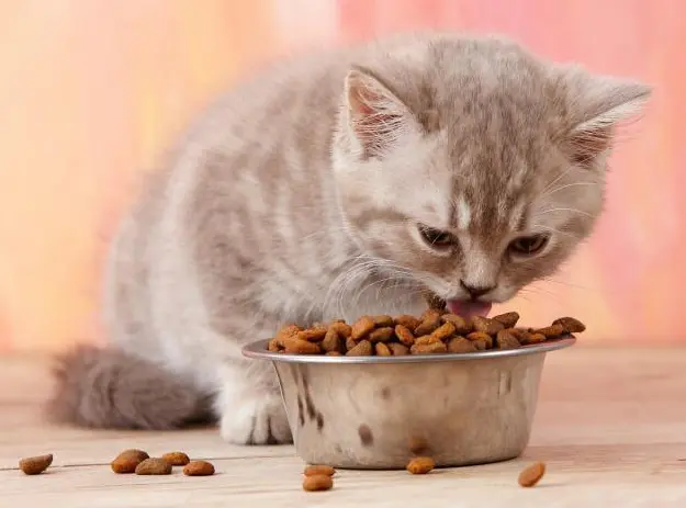 幼猫 成猫一天要吃多少猫粮 哔哩哔哩