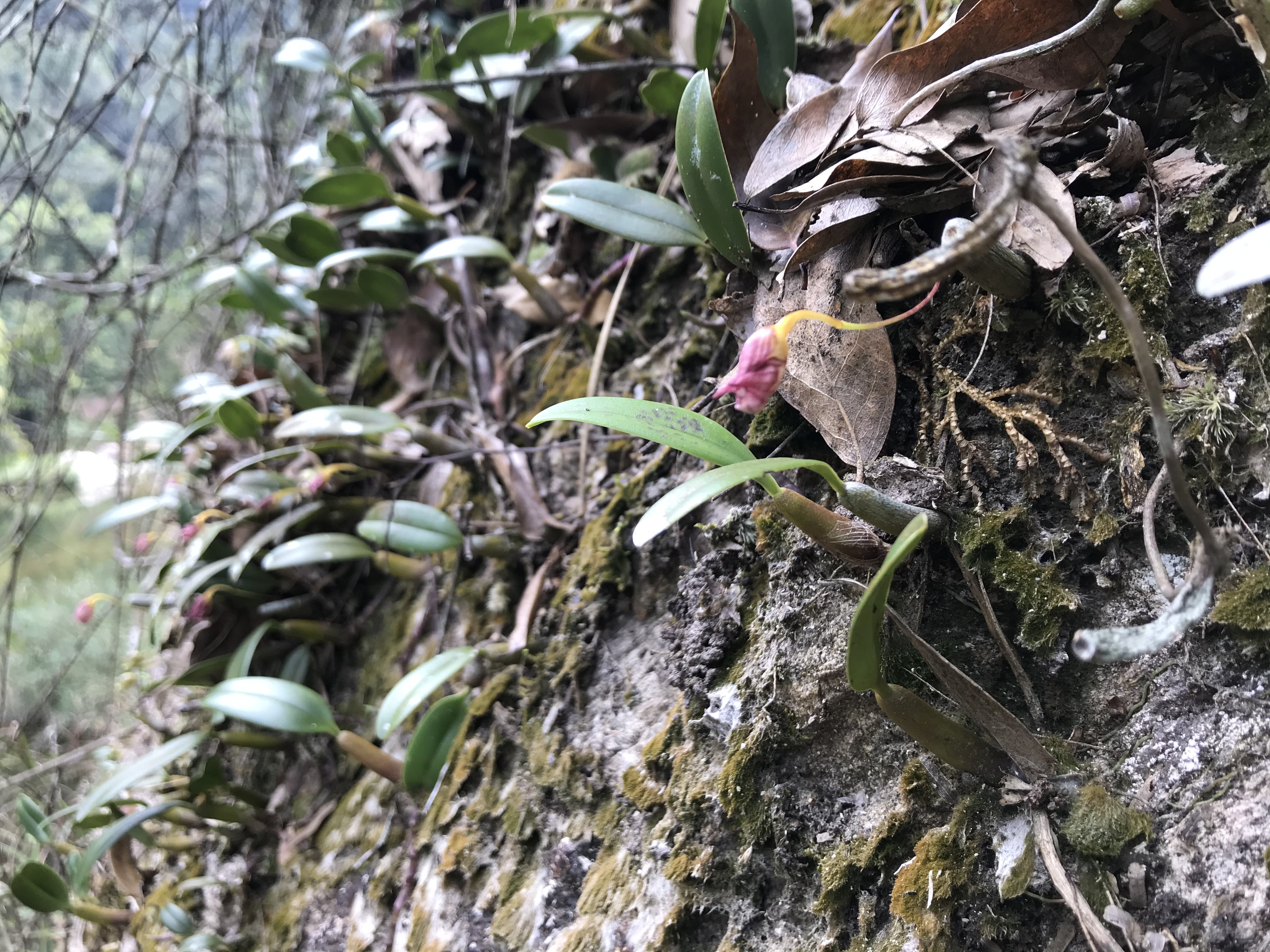 芳香石豆兰——生境/花期