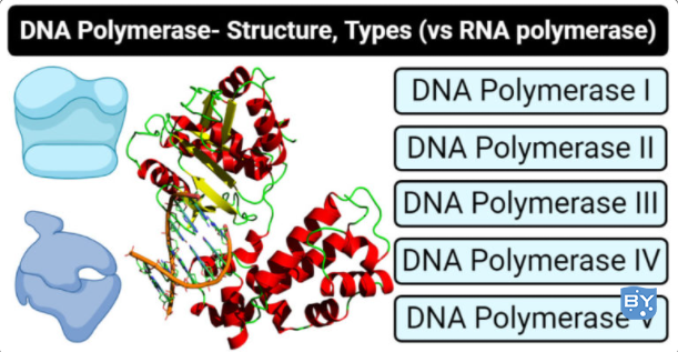 DNA 聚合酶 - 定义、结构、类型(什么是 DNA 聚合酶) - 哔哩哔哩