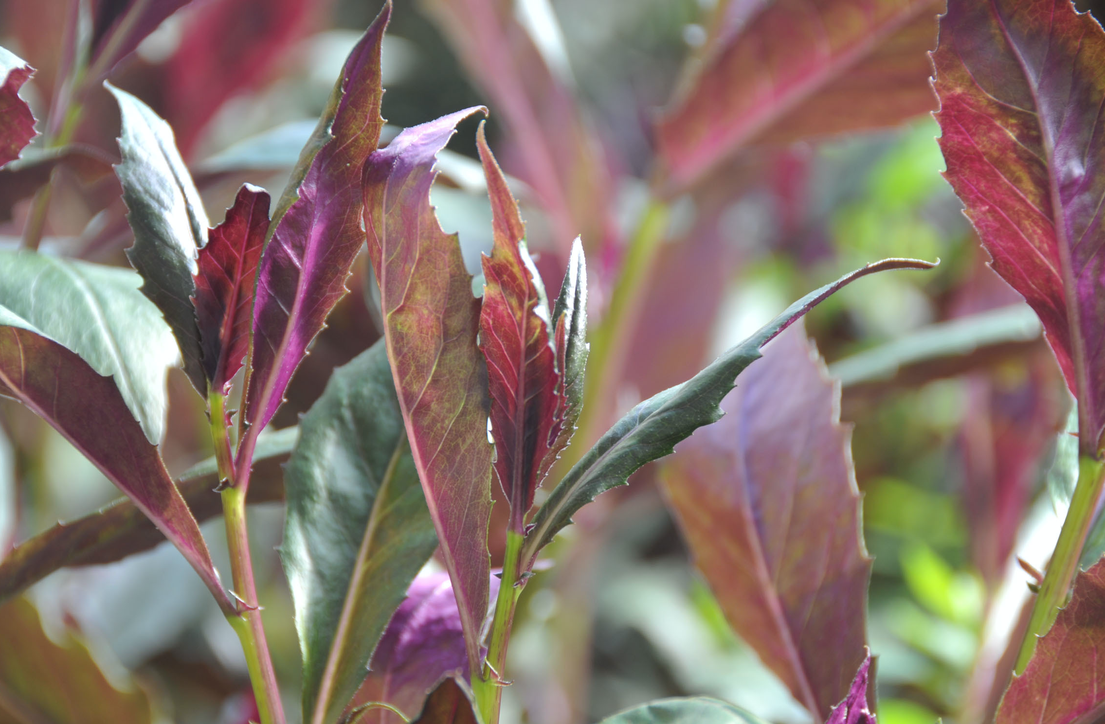 它属于山野菜的一种,每个地方对它也有别的称呼紫背菜,补血菜,血皮菜