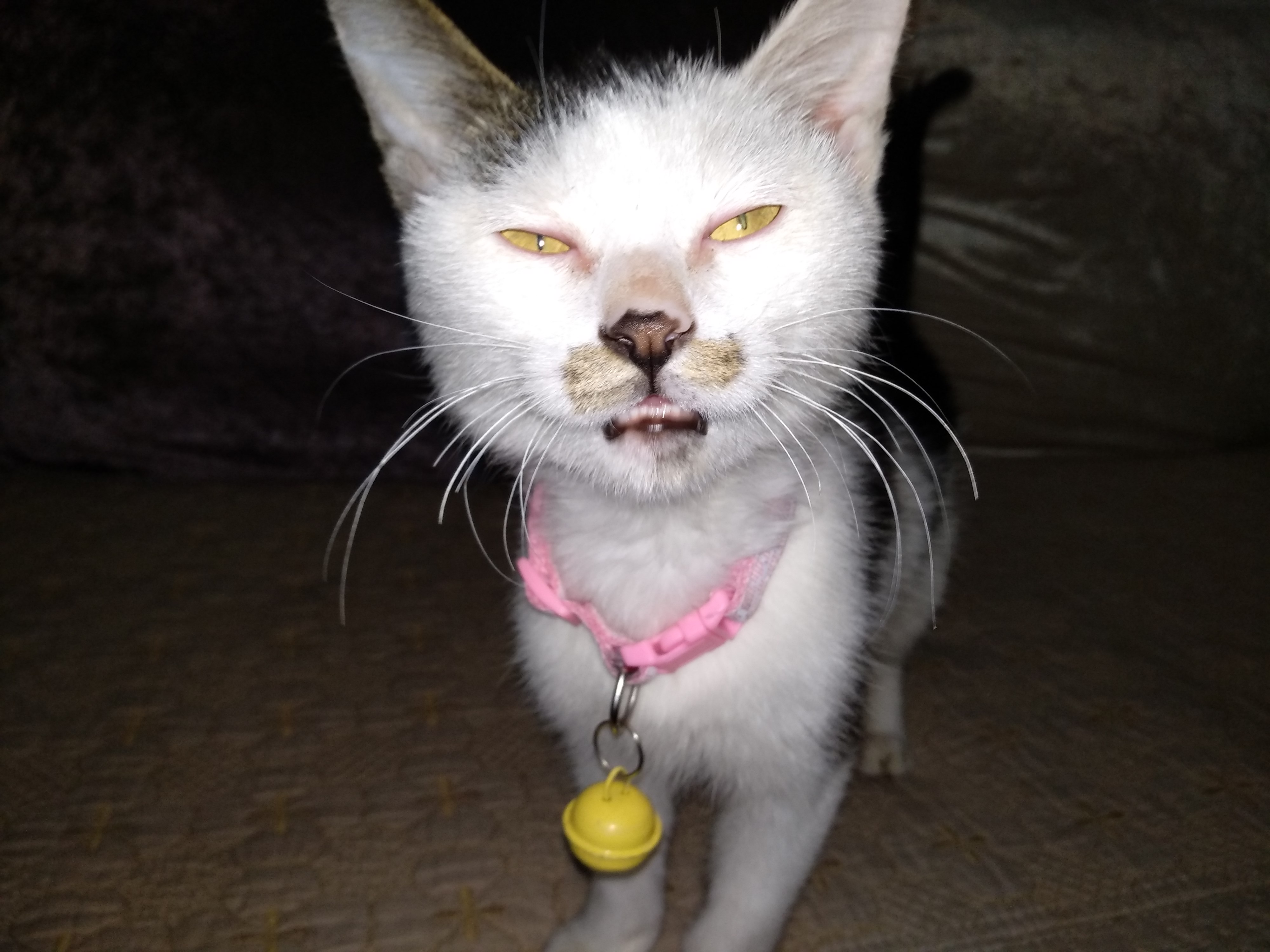 呆傻蠢萌の元首猫(这大概就是zz吧