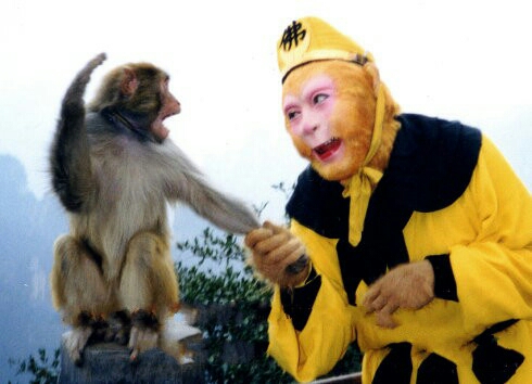 猴子敬礼搞笑图片图片
