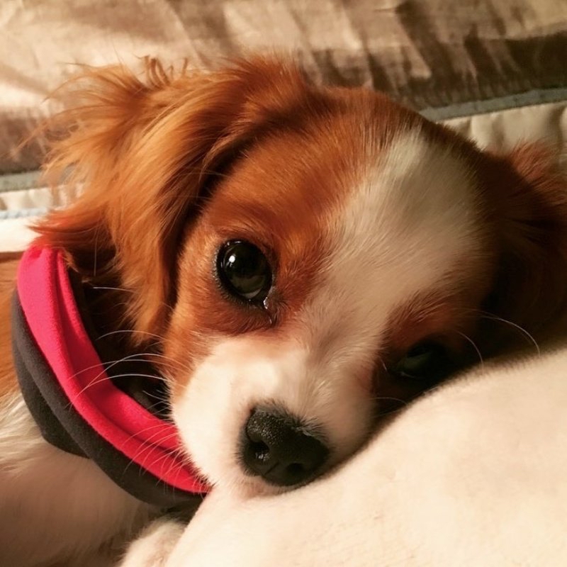 一地鸡毛的论战