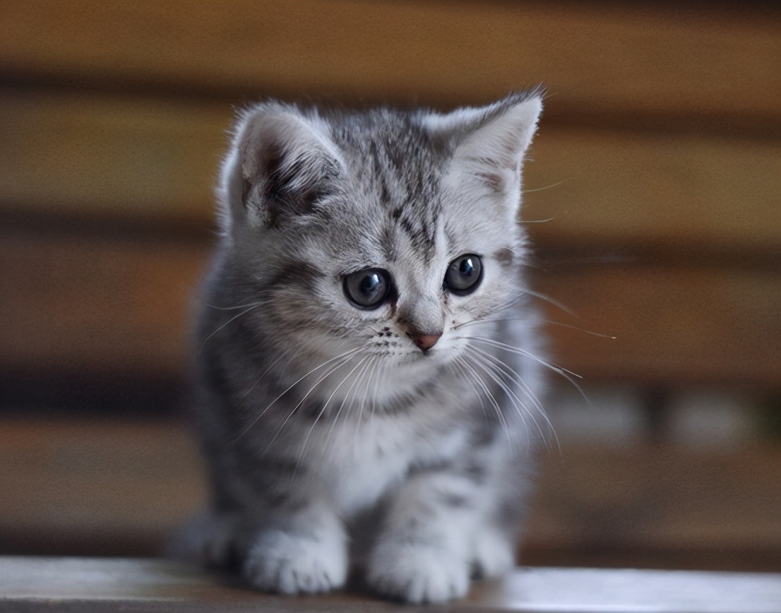 4种超萌小奶猫赶紧挑一只抱走吧