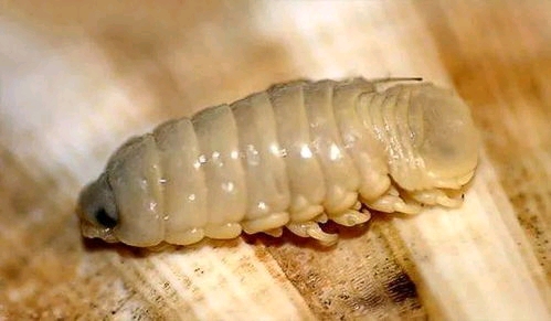 方舟生存进化自创生物缩头鱼虱