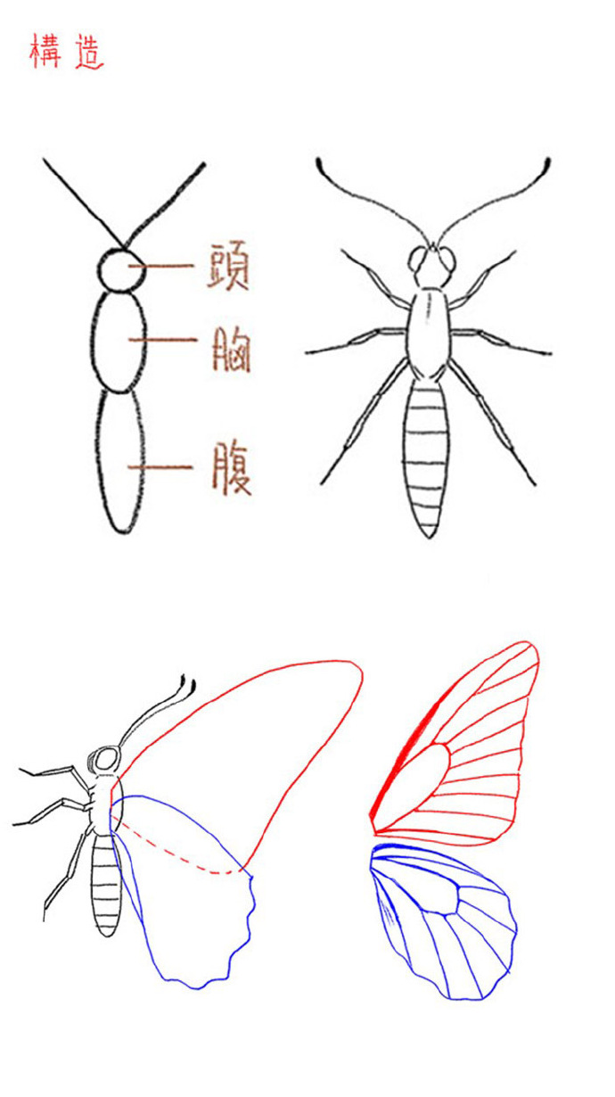 蝴蝶的身体结构图图片