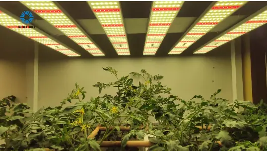 Led植物灯在种植栽培中有什么优势 哔哩哔哩