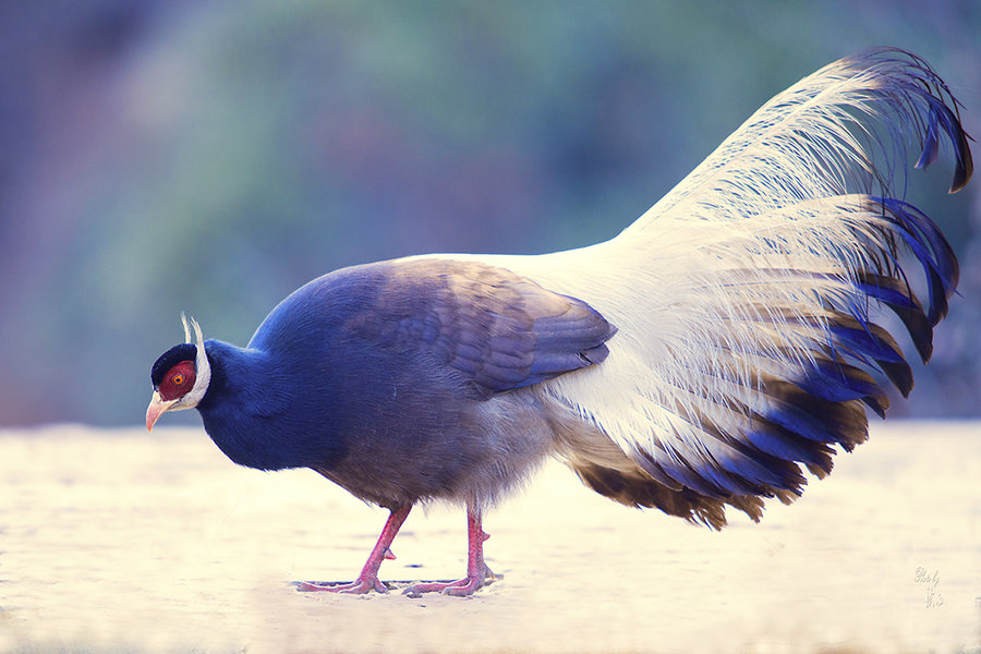 中国濒危动物介绍(一) 褐马鸡