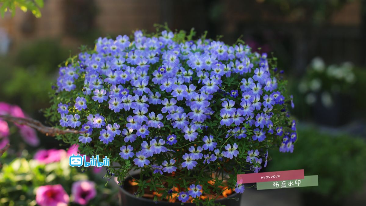 天蓝块根旱金莲文字版