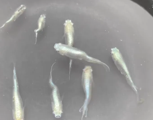 鳑鲏鱼卵要打氧吗_青鳉鱼繁殖技巧_观背青鳉鱼卵孵化方法
