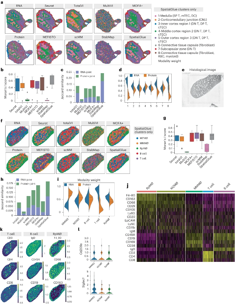 Nature Methods 时空组学助力解码空间多组学领域的突破——spatialglue 哔哩哔哩 2765