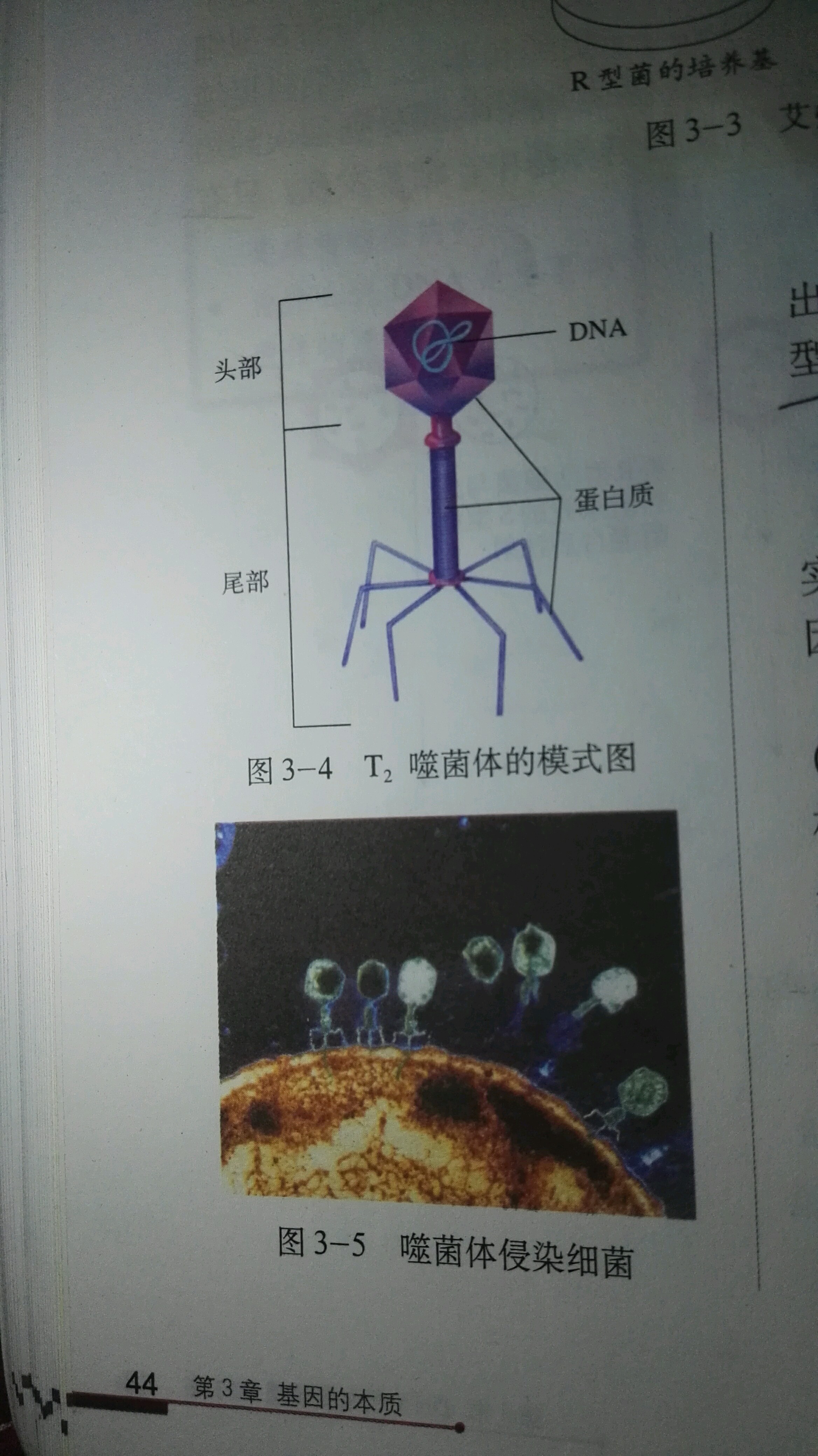 噬菌体t2图片