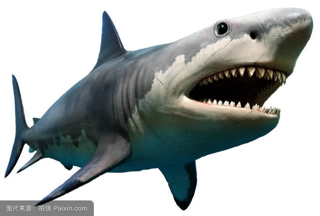 科学家如何知道世界上最大的鲨鱼永远的消失了