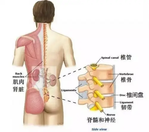 右腰后侧痛是什么原因 腰两侧酸痛是什么原因 最常见是它 哔哩哔哩