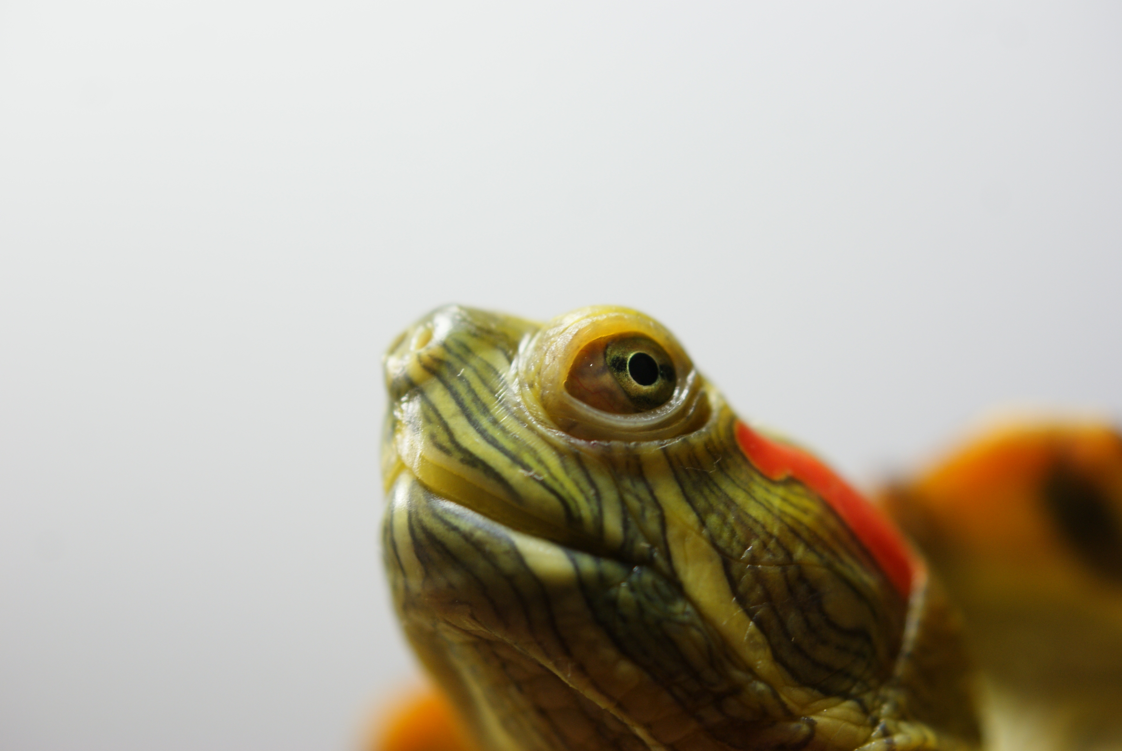 红耳巴西龟图片素材-编号13778207-图行天下