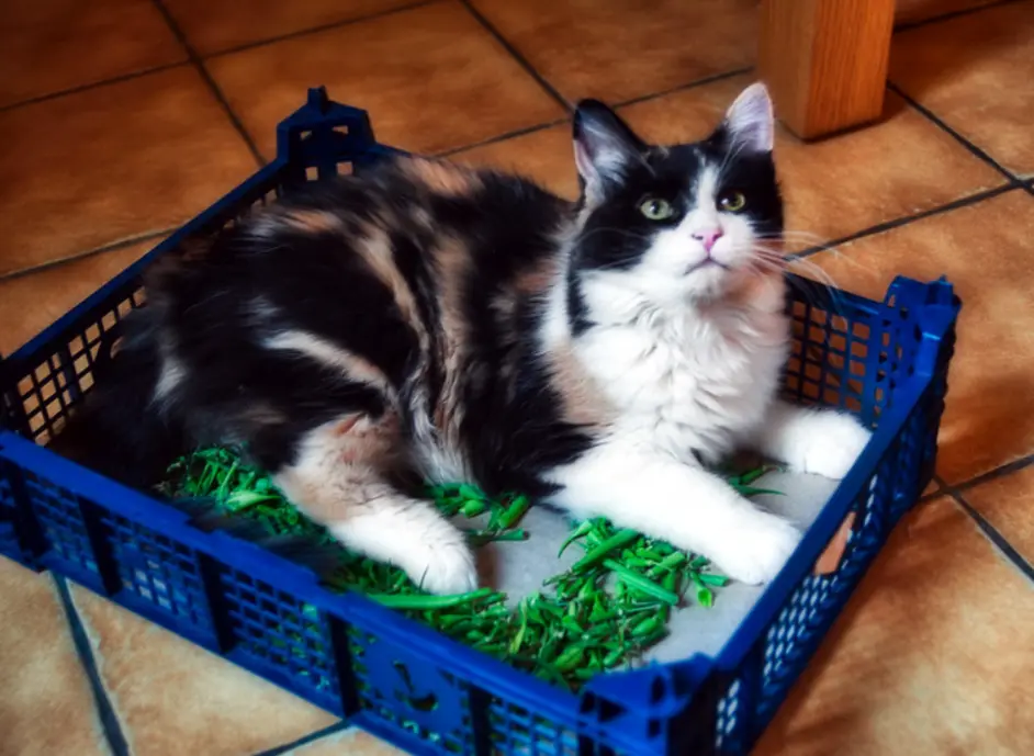 秋天养猫得注意这6件事，家猫不用u201c养秋膘u201d，彼岸花对猫不友好- 哔哩哔哩