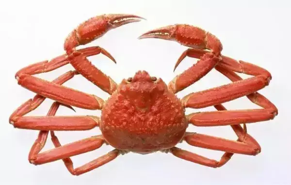 震惊 帝王蟹竟然不是螃蟹 哔哩哔哩