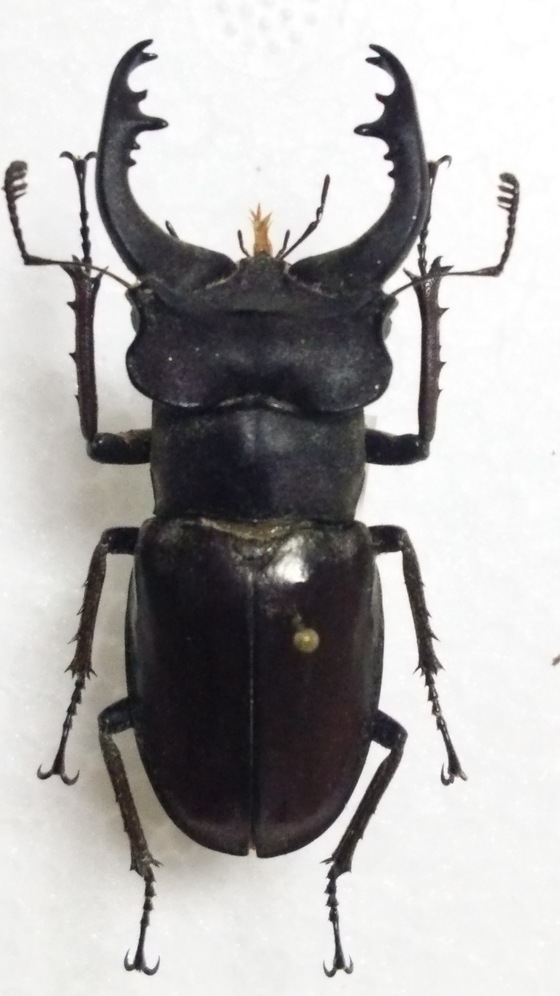 国产锹甲科各属中式属名与异名的对照与分类