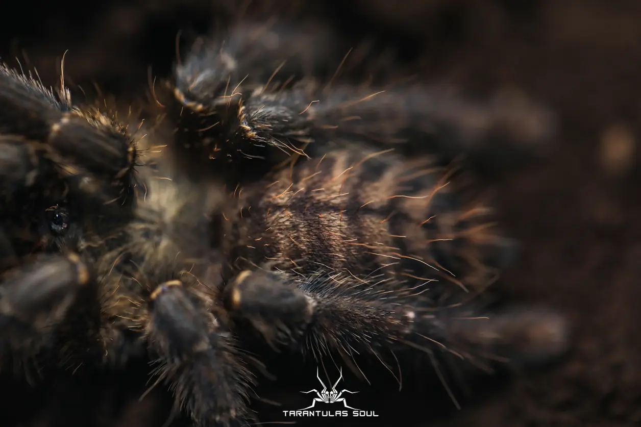 ornithoctoninae sp "south mindanao" 棉兰老岛地老虎繁殖