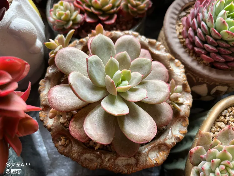 室内缺光多肉植物怎么养 4个小技巧给多肉更多光照 哔哩哔哩