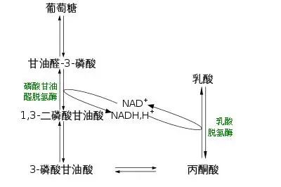 辟谣 有氧运动30分钟以上才会燃烧脂肪 你被这个观点骗了多久 哔哩哔哩