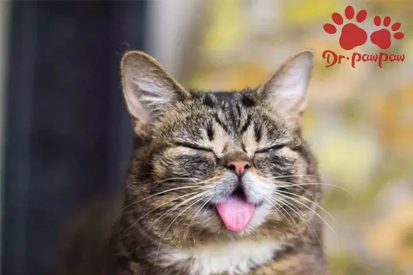 猫会感冒吗 如果猫有这些症状 要小心 哔哩哔哩