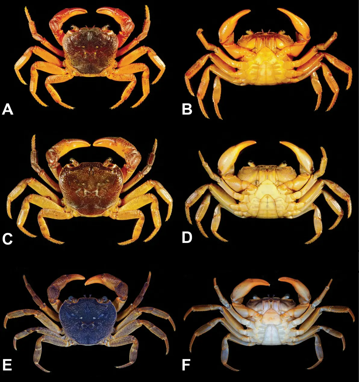 2023年新描述的淡水蟹种类1 溪蟹科potamidae