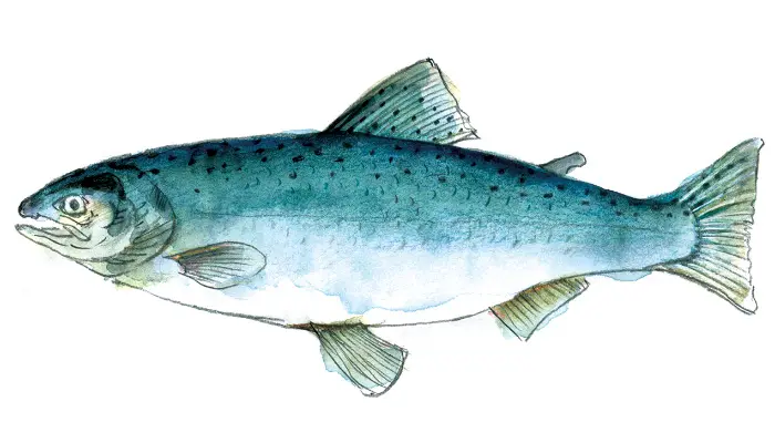 揭秘三文鱼白鲑 王鲑 你知道多少呢 哔哩哔哩