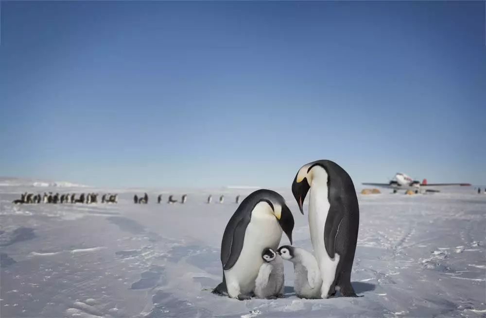 《帝企鹅日记》精彩剧照 图片来源:新浪网电影频道