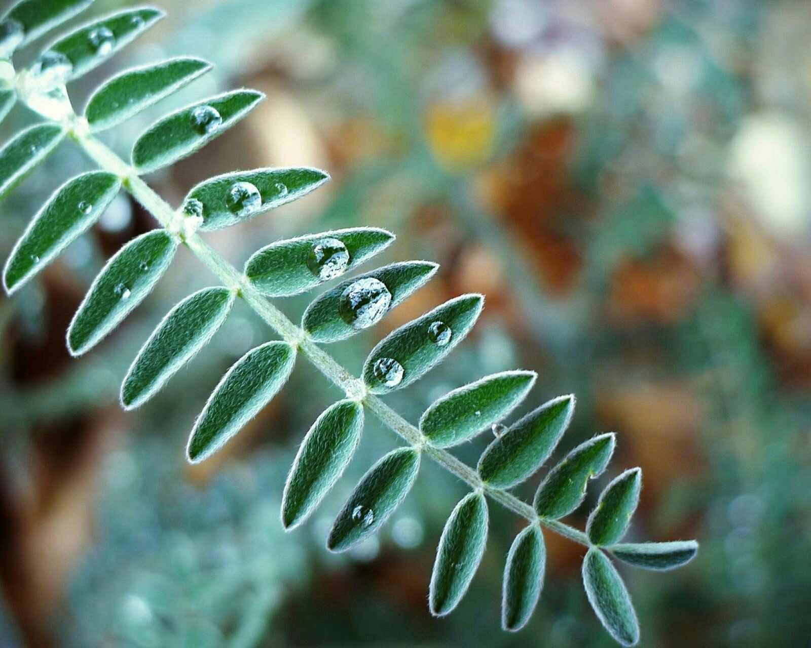【节日快乐啊!】今天是白露