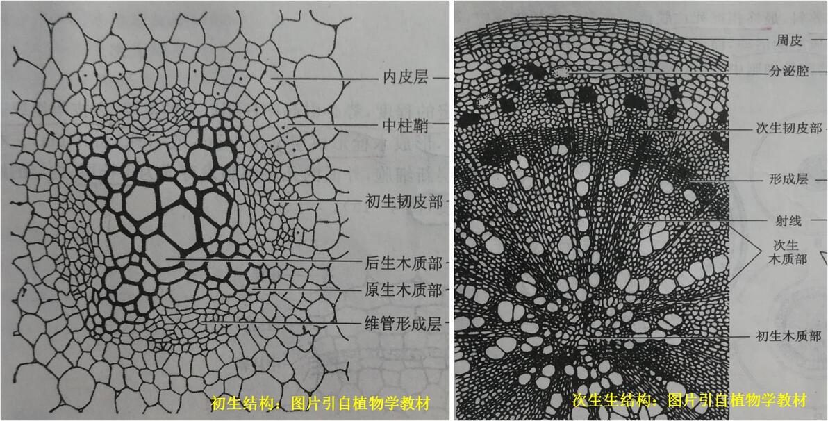 【停课不停学】萝卜和胡萝卜储藏根的结构 - 哔哩哔哩