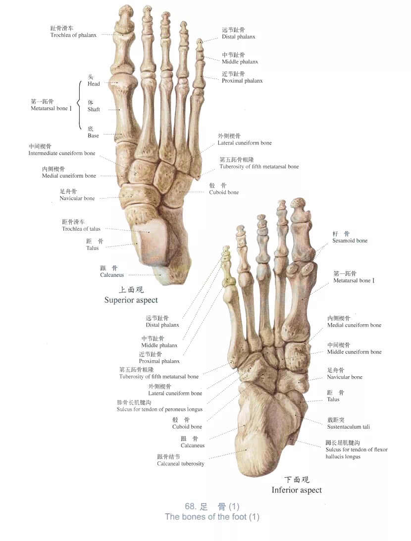 足正斜位片解剖图片