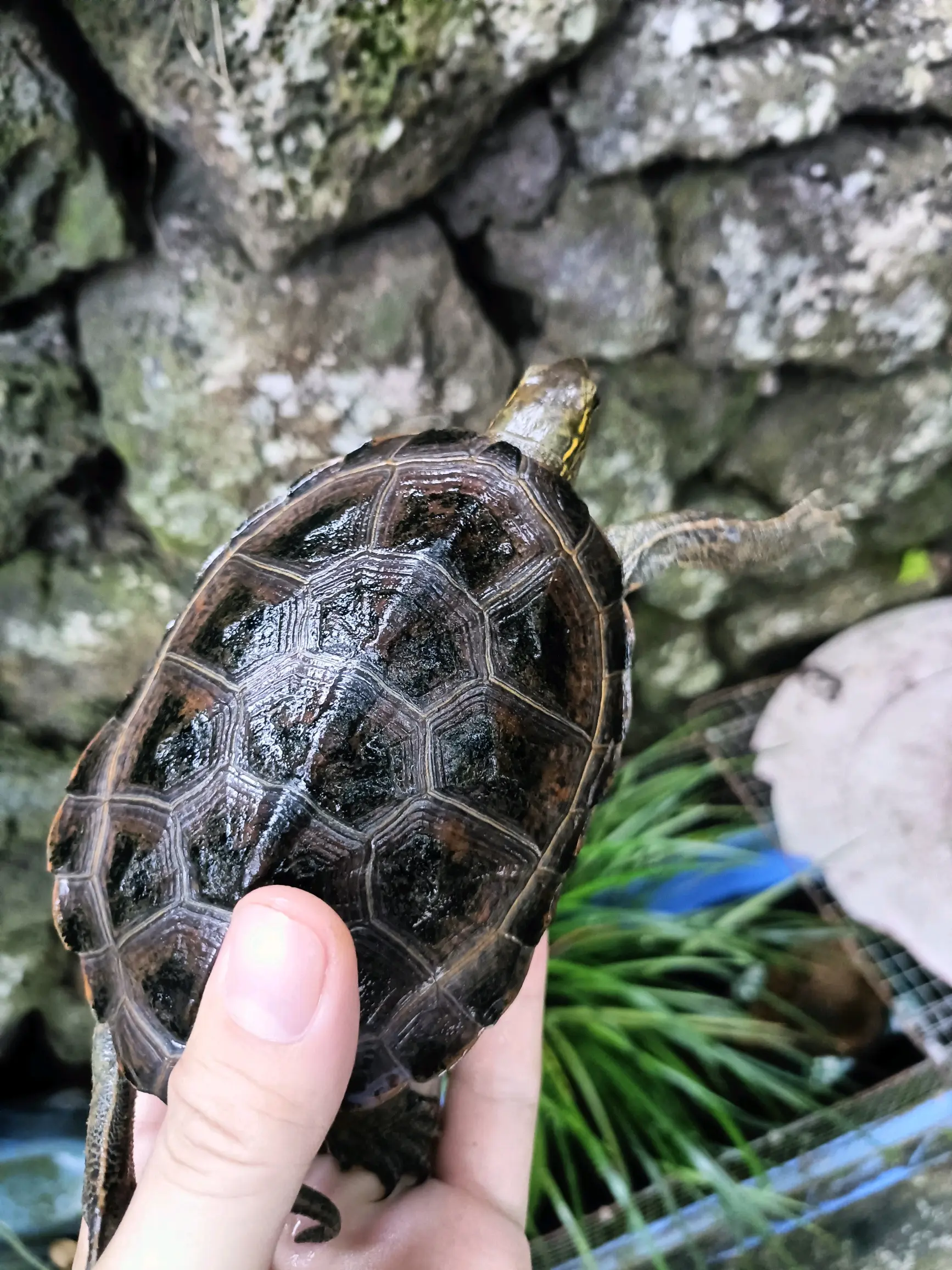 【艾氏,黑花,草龟,日石杂】