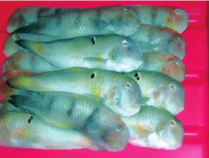 淡绿颈鳍鱼 淡绿项鳍鱼 丽虹彩鲷 红姑娘仔 Iniistius Evides 哔哩哔哩