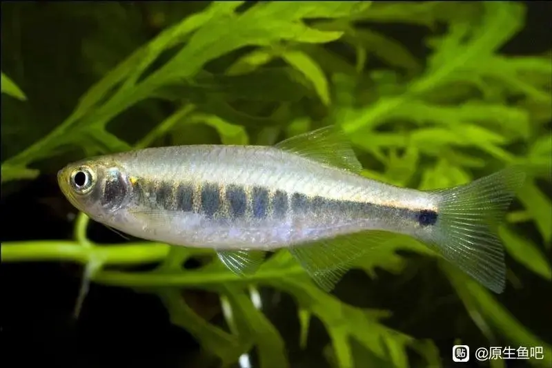 鱼丹 类 物种图鉴  上