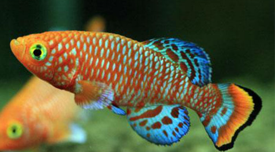 俗话说千年的草籽万年的鱼籽,野外水塘真能凭空长出鱼来?