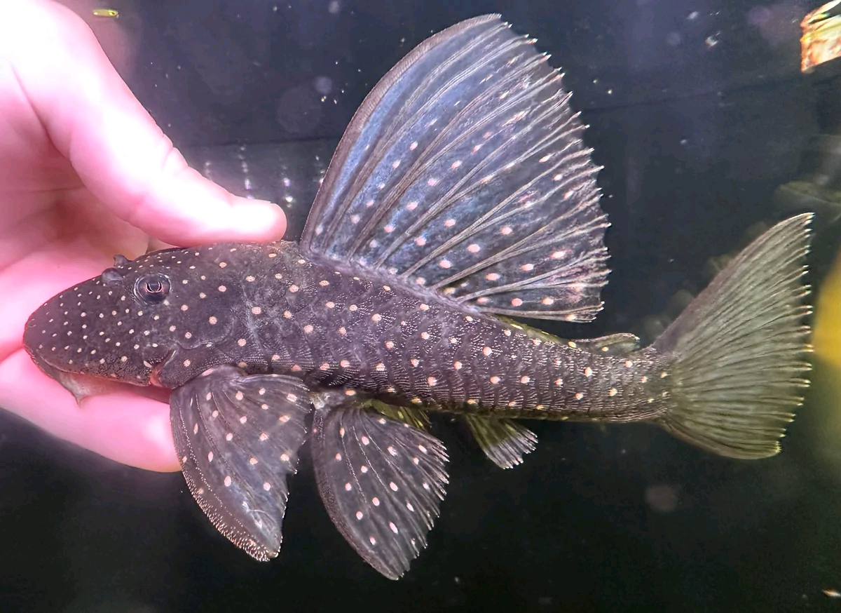 Hypostomus rondoni