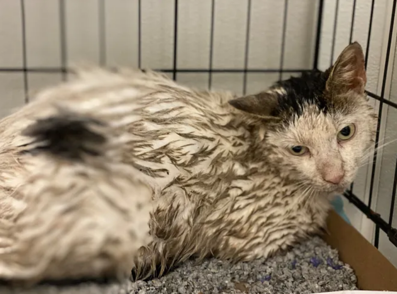 182只猫咪被女子"囤积"家中,邋遢不堪全都有病,这算做好事?