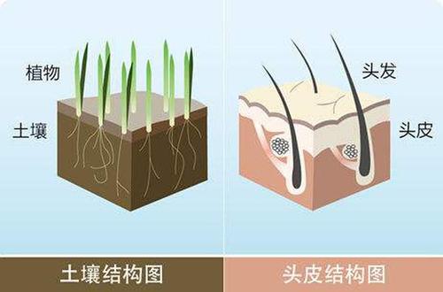 健康毛囊图片漩涡状图片