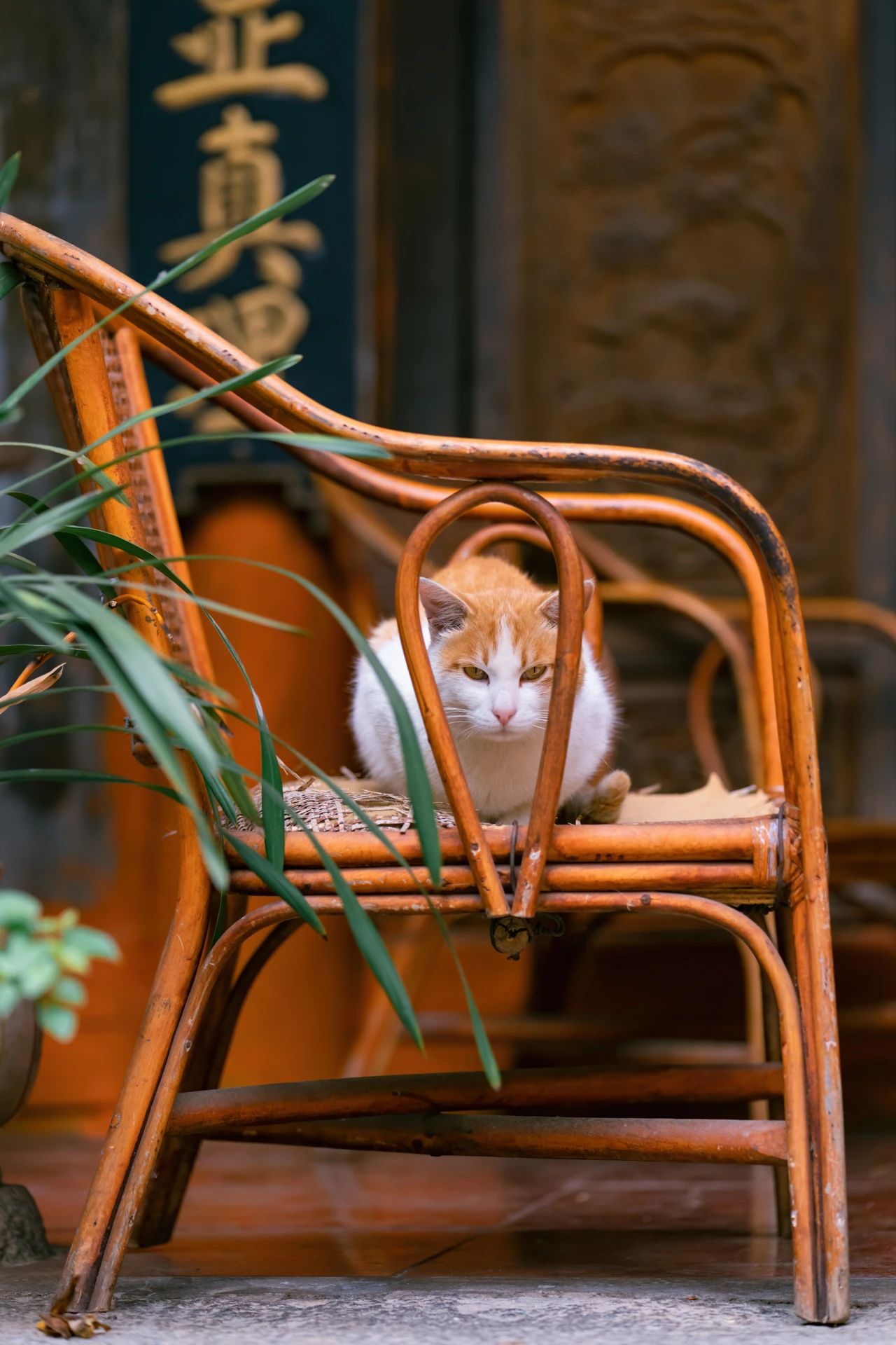 大理海拔最高寺庙中这孤独又可爱的大橘猫