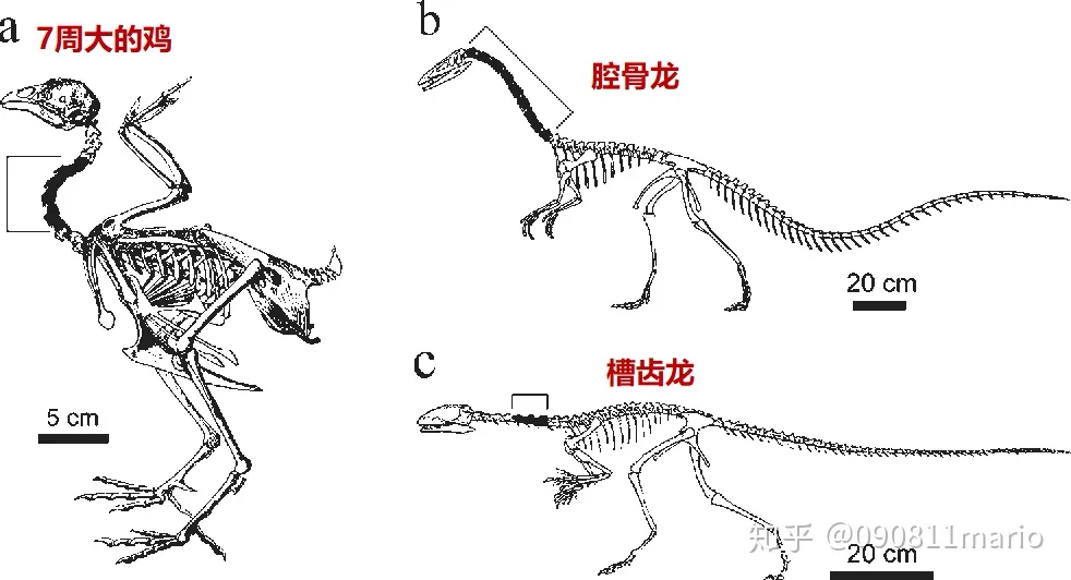 腔骨龙简笔画图片图片