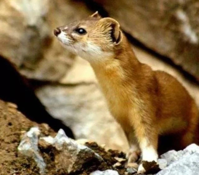 17年前的非典,果子狸就是发病的根源.