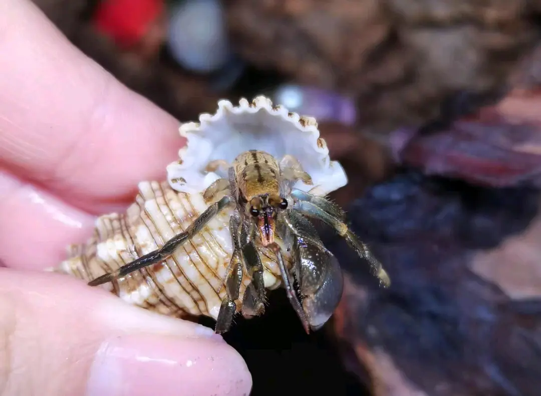 寄居蟹品种简单分辨7:短腕寄居蟹
