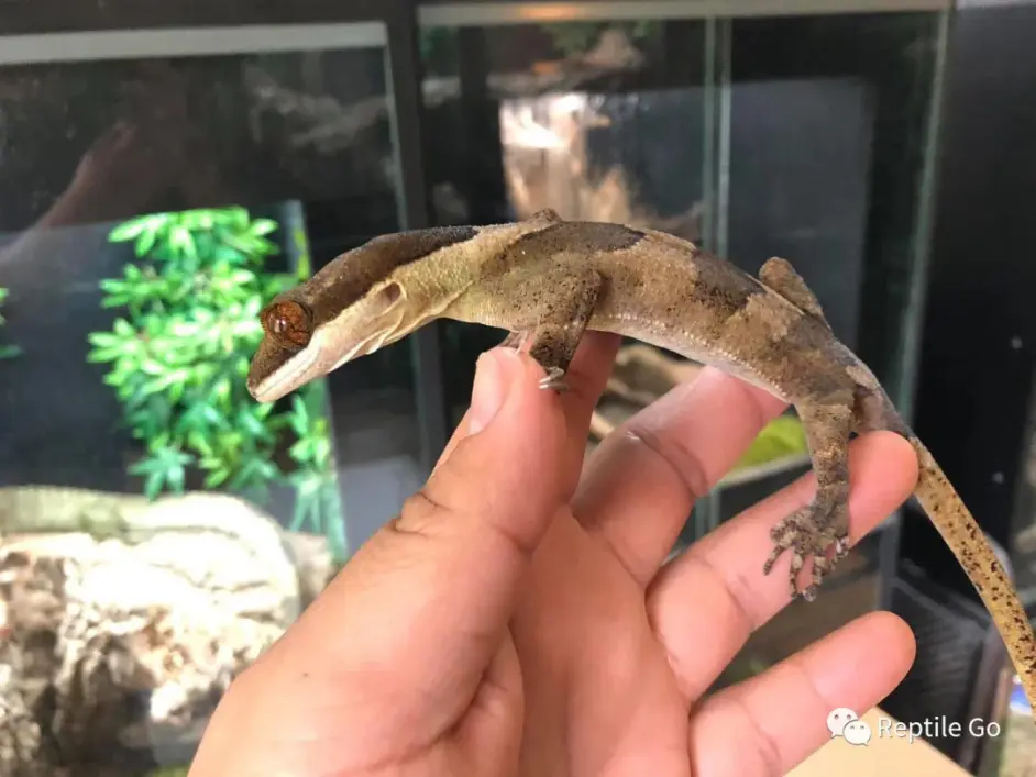 Rg物种说新几内亚巨人弓趾虎 哔哩哔哩