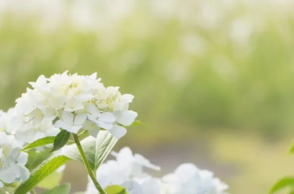 梅雨季的快乐 东京近郊的7处 紫阳花 观赏地 哔哩哔哩